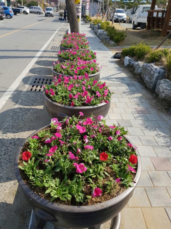 성주군 벽진면, 봄 향기 가득한 아름다운 가로화단 조성