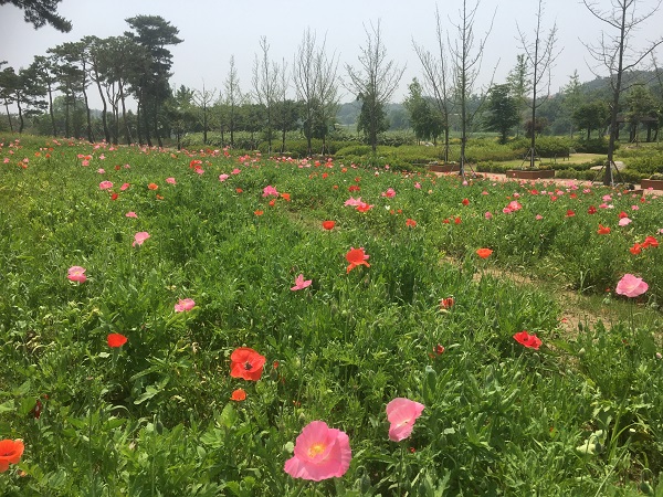 여주 금은모래강변공원에 만개한 ‘꽃양귀비’