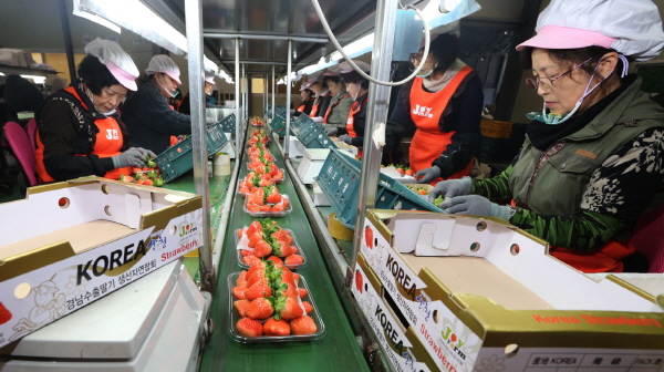 산청딸기 베트남에 6억4000만원 규모 수출