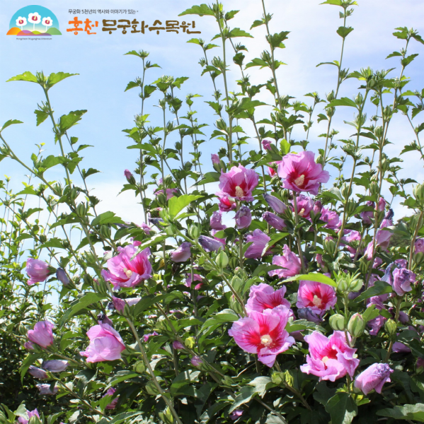 무궁화의 고장 홍천, 제29회 나라꽃 무궁화 전국축제 개최