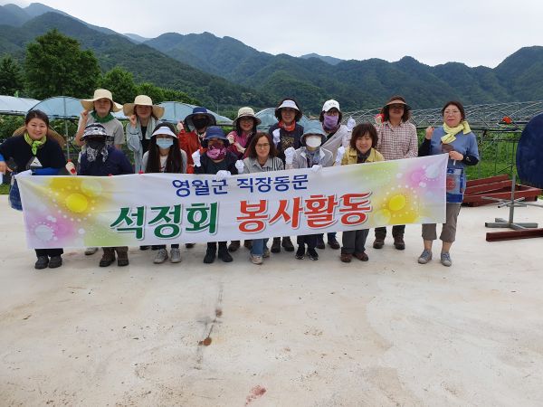 영월군청 석정회 농촌일손돕기 추진