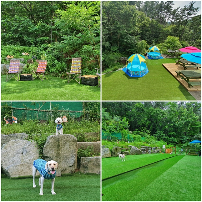 [전주 애견동반여행] 랑랑&랑개 이아랑 대표, 반려견과 함께 떠나는 전라북도 전주여행을 계획해보세요.