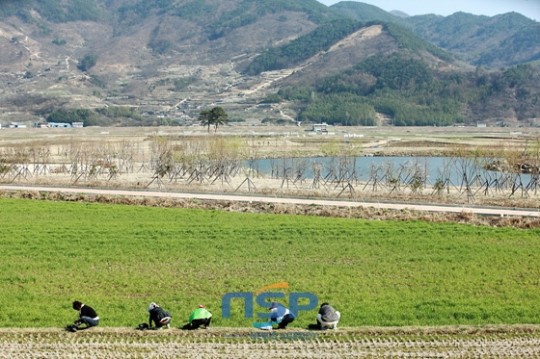 경남 하동 ‘평사리들판’ 봄나물 캐는 아낙들