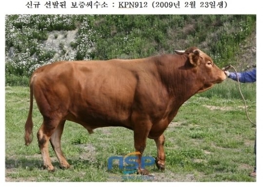 농협, 10억 몸값 한우 선발…전국 120만두 암소에 정액 공급