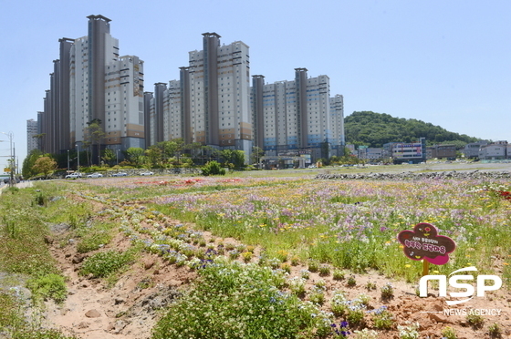 순천 해룡 신대지구, 봄꽃·야생화 시민 눈길 사로잡아
