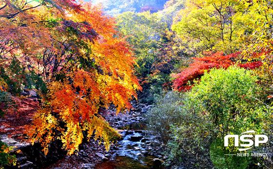 순창군, 이번 주말부터 강천산 애기단풍 절정