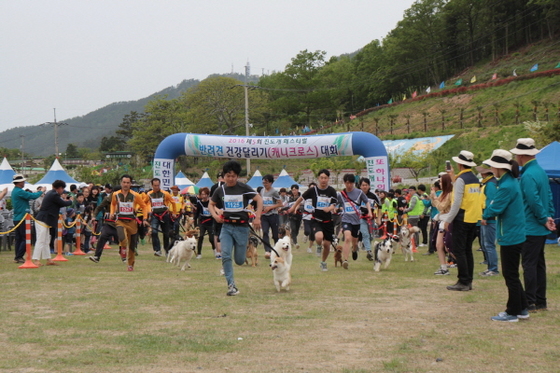 진도군, 진도개 페스티벌로 산업화 성공 예감