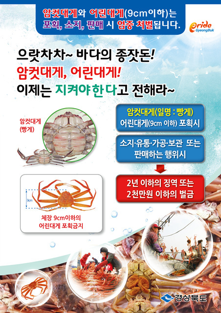 경북도, 추석 대비 수산물 불법어획 유통 단속 실시