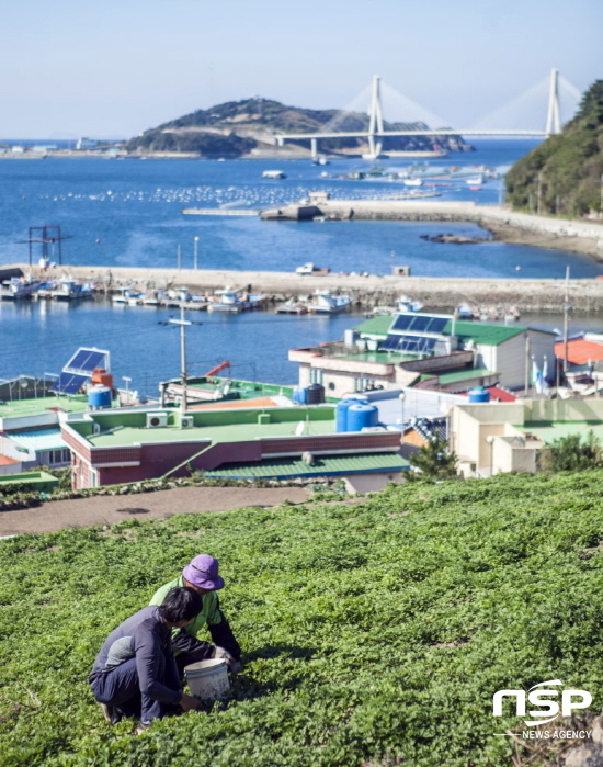  봄 향기 가득 여수 거문도해풍쑥 본격 ‘출하’ 