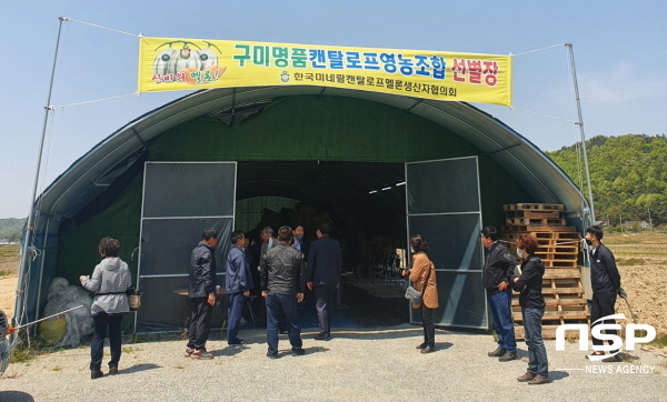 구미시, 베타카로틴 많은 켄탈로프멜론 봄 첫 수확