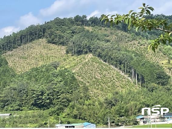 장흥군, 건강한 산림자원 육성 위한 조림지 풀베기 사업 추진