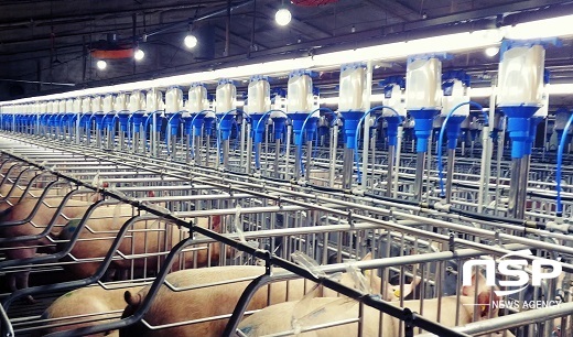 정읍시, 돼지 1마리당 1만원 ‘도축 수수료’ 지원
