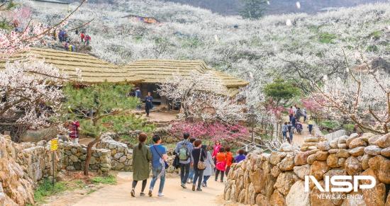 광양매화축제