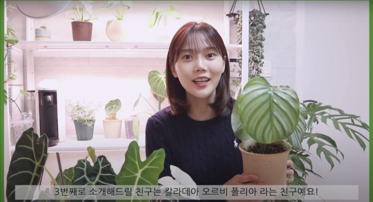 오마이걸 효정이 추천하는 반려 식물 5