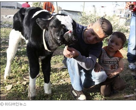 [포토] 코 두개 달린 송아지