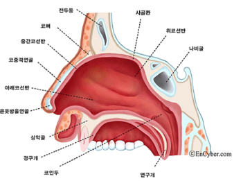 코막힘 치료하려면 면역력 회복부터 해야