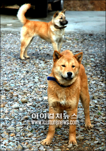 보배의 섬, 진도를 다녀와...