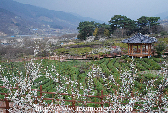 경남 하동, 다원 차(茶) 명상여행