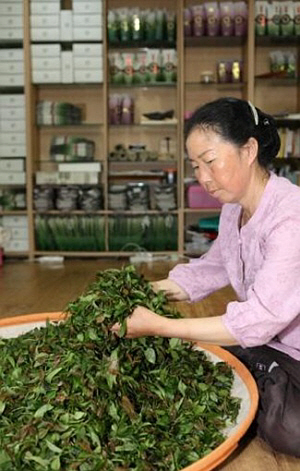 강진 월향 다원 김길자씨의 명차만들기