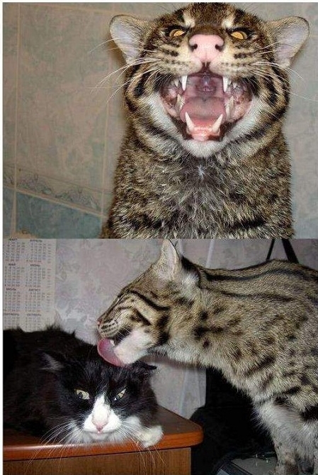 고양이가 아닌 …살쾡이 피 섞인 아세라 고양이? 네티즌 화제