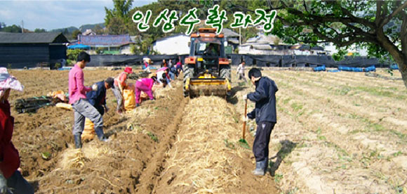 올 여름 무더위, 금산도매센터의 명품 금산인삼으로 이겨보자