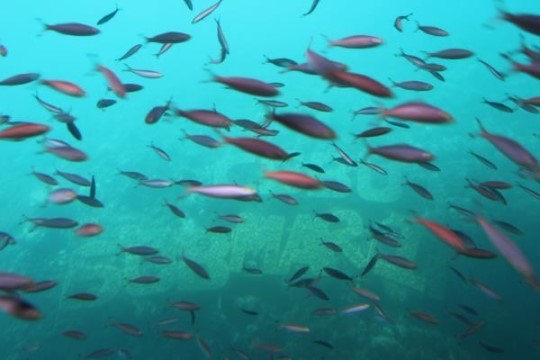 참좋은여행 해양레포츠의 천국 세부, 280불 옵션투어 무료 제공