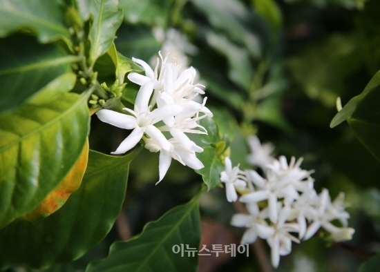 새하얀 커피 꽃으로 뒤덮인 고흥 커피농장