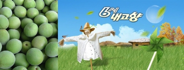 광양매실, KBS 6시내고향 방영된다