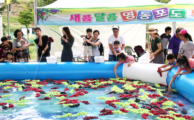 보랏빛 축제한마당…2017 영동포도축제 팡파르