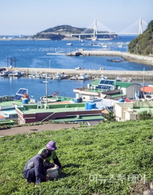 청정 여수 거문도해풍쑥 본격 출하