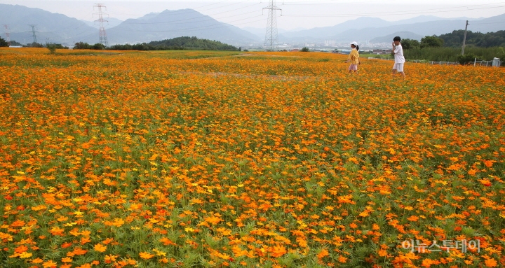 구례군 마산면 소확행 꽃길단지 개방