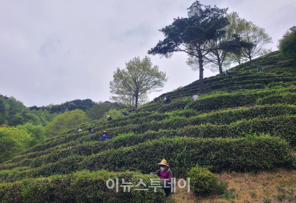 하동군, 지리산 구재봉자연휴양림 다원 찻잎 첫 수확