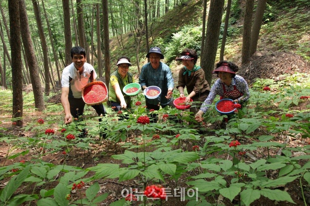 경남도, 산양삼 산업 글로벌 도약 박차