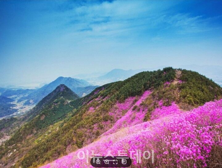 창원시, 천주산 진달래 축제 취소