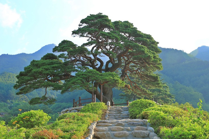 영월군 솔고개 소나무 산림청 올해의 나무에 선정