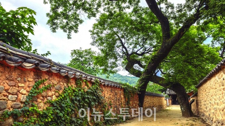 산청 남사예담촌 부부 회화나무, 경남 유일 올해의 나무 선정