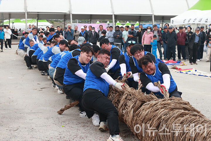 영월 단종문화제 칡 줄다리기