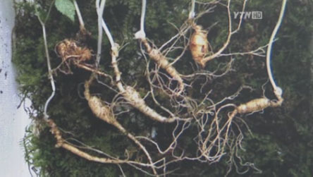 산삼 120뿌리 발견, 감정가 시가 1억 상당