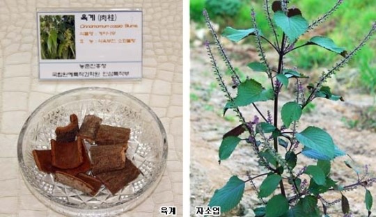 농촌진흥청, 매서운 한파 이겨낼 전통약초 소개