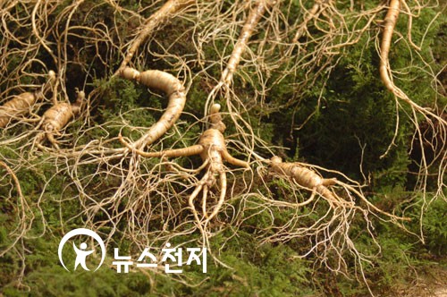 국내 최대 산양산삼 공판장 들어서…  부산으로 오세요