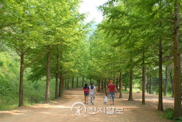 충남도 금강수목원 장미원 메타세콰이어 숲길 인기