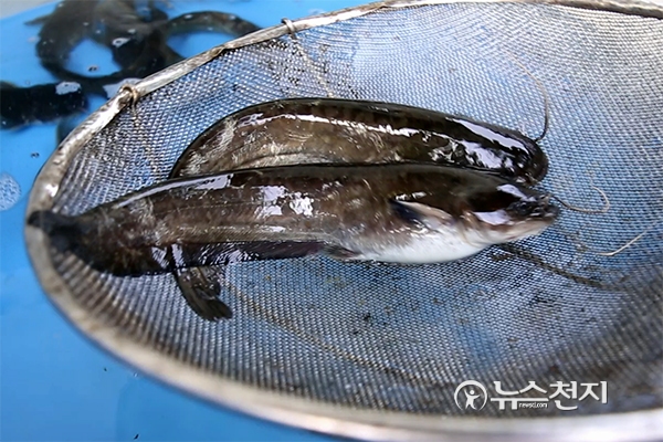 [인터뷰] 메기 매운탕 비법? 손맛에서 나오지