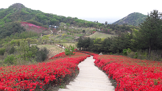 [아산] 철쭉 감상은 영인산 자연휴양림으로