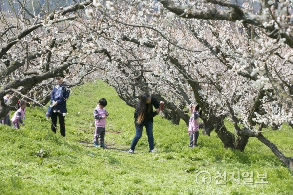 봄 향기 가득… 해남 보해매실농원 매화 만개