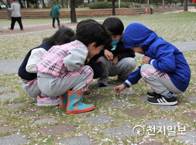 [광주] 벚꽃잎 흩날리며 놀이하는 어린이들