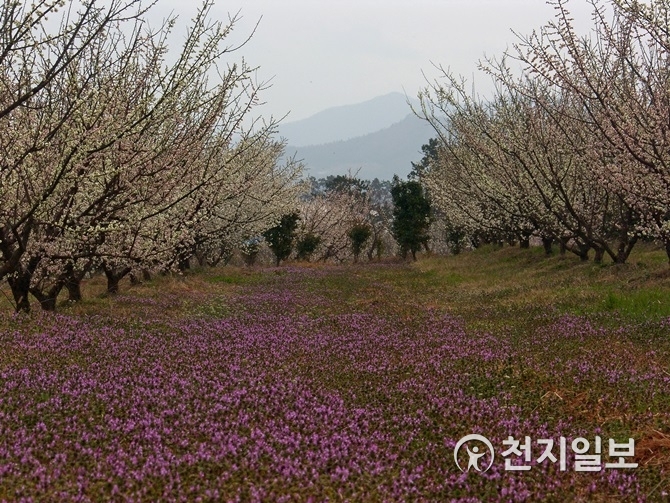 전남도, 봄 여행지로 해남 보해매실농원·장흥 목촌리 동백림 추천