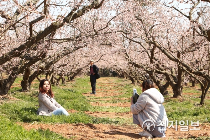 해남 보해매실농원 베트남에서 매화 보러 왔어요