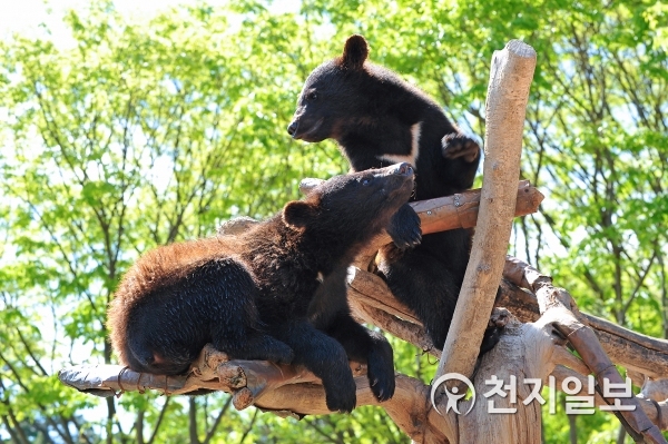 세종시 베어트리파크 개장 10주년… 봄을 만끽하며 힐링하세요