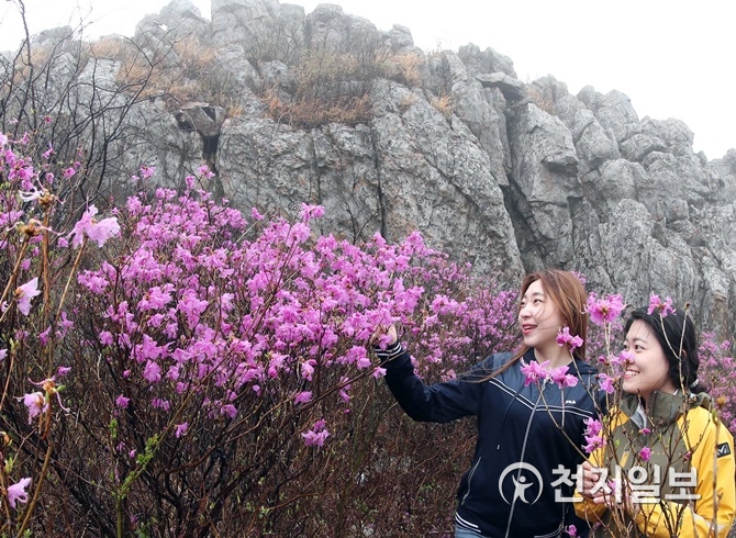 [강진] 주작산 진달래 비밀의 화원 같아