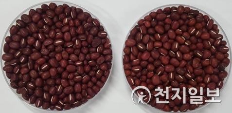 횡성군, 고품질 횡성 팥 생산 단지 육성